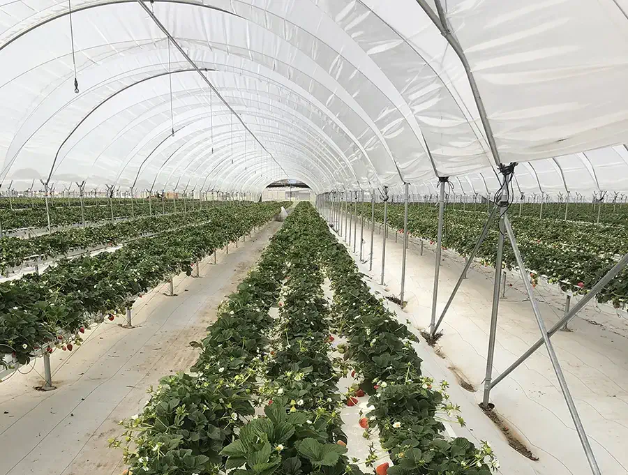 Commercial greenhouse with 32-foot wide hoop house film used for table-top strawberry trial in Oxnard, California